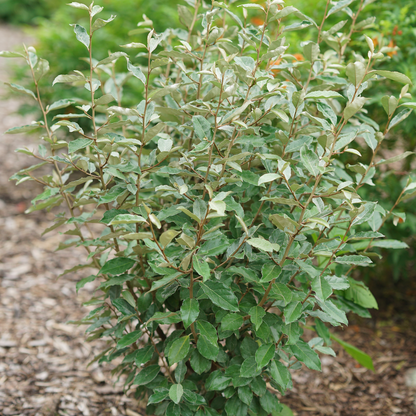 Thornless silverthorn - MR. SMOOTH Seedless