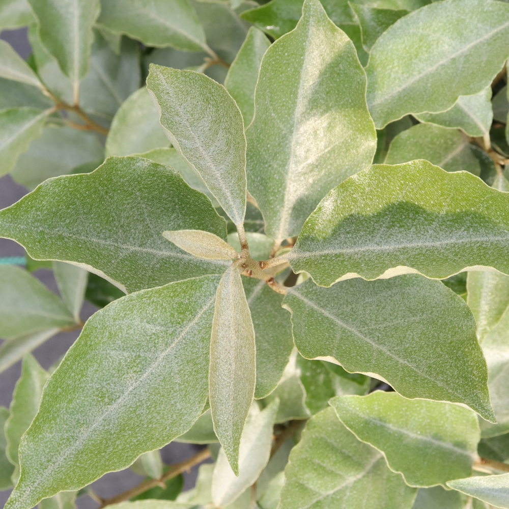 Thornless silverthorn - MR. SMOOTH Seedless
