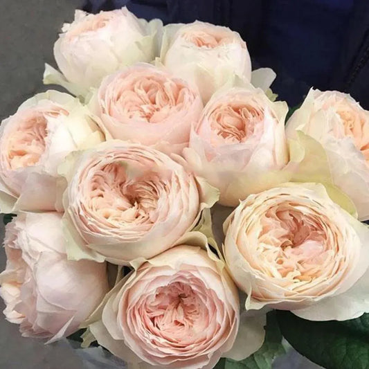 Rose - Florist Rose- Emma Woodhouse