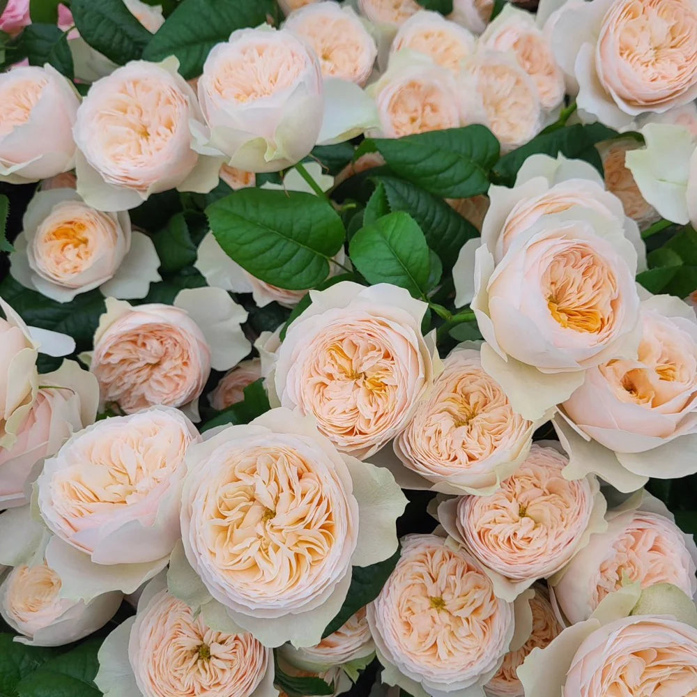 Rose - Florist Rose- Emma Woodhouse