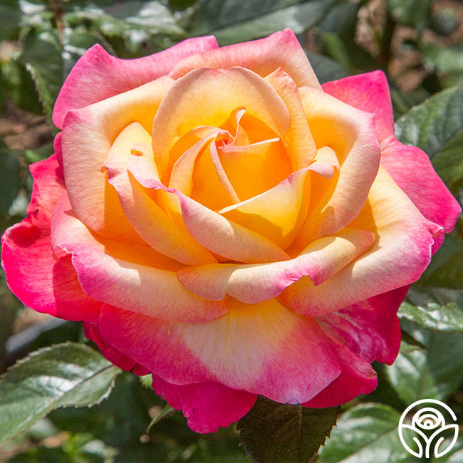 Rose - Enchanted Peace
