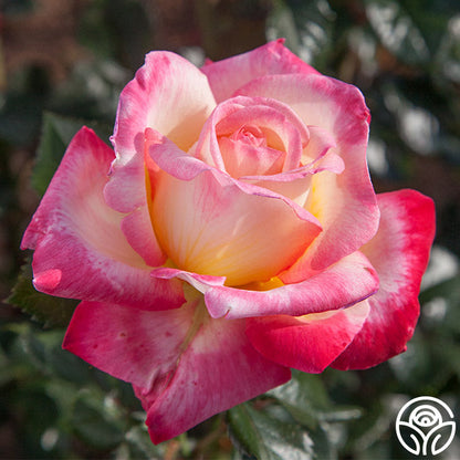 Rose - Enchanted Peace