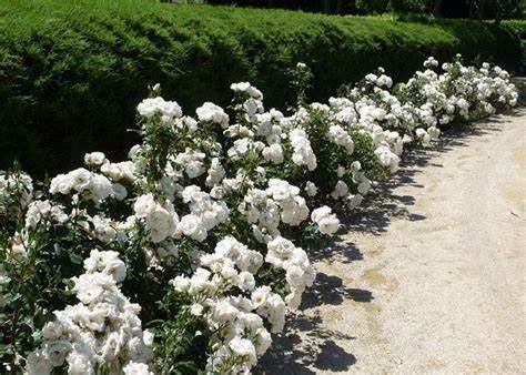 Rose - David Austin - Floribunda - Iceberg