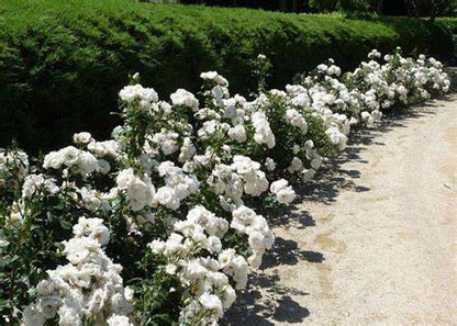 Rose - David Austin - Floribunda - Iceberg