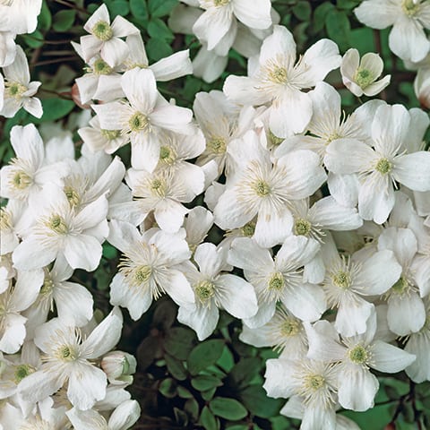 Clematis 'Montana Grandiflora' - Fragrant