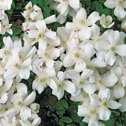 Clematis 'Montana Grandiflora' - Fragrant