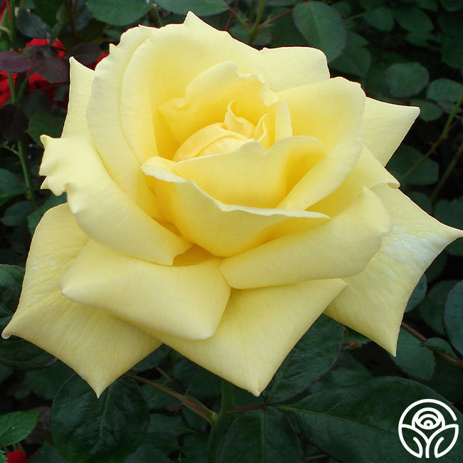 Rose - Eternal Flame