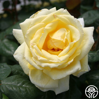 Rose - Eternal Flame