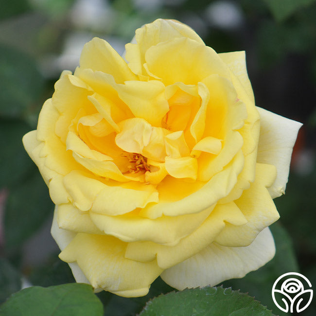 Rose - Eternal Flame