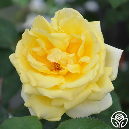 Rose - Eternal Flame