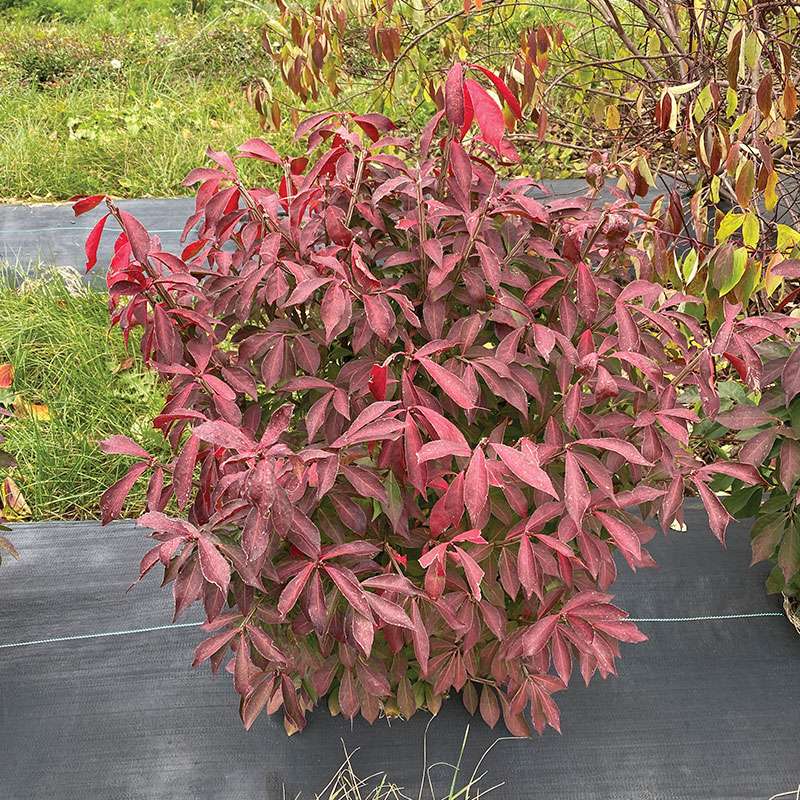 Burning bush - FIRE BALL SEEDLESS
