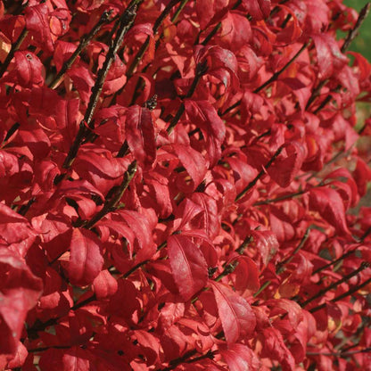 Burning Bush - FIRE BALL