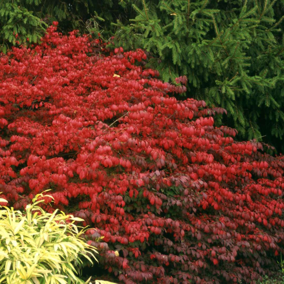Burning Bush - FIRE BALL
