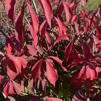 Burning bush - FIRE BALL SEEDLESS