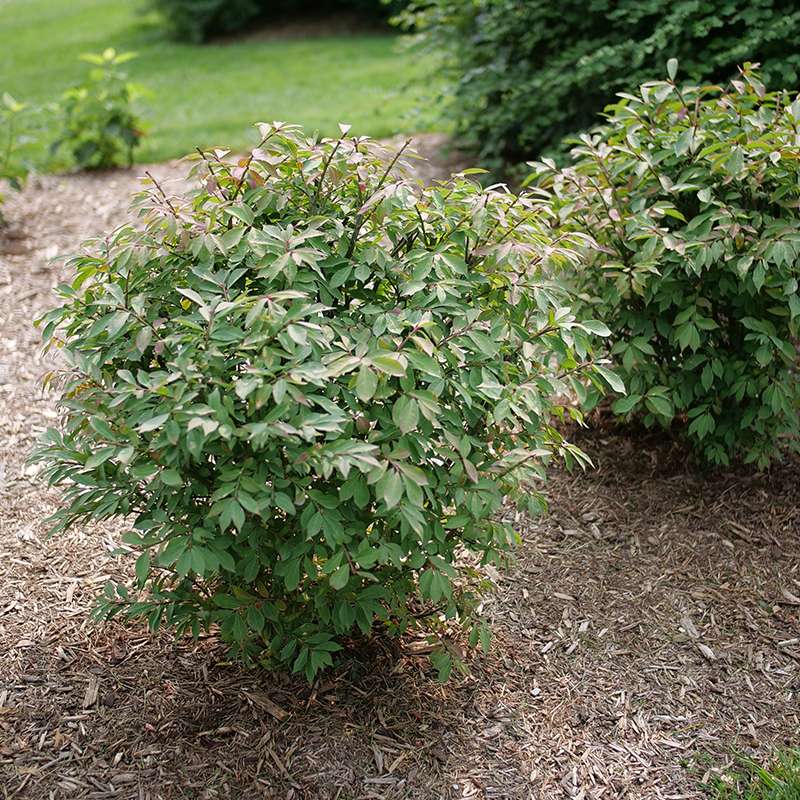 Burning bush - FIRE BALL SEEDLESS
