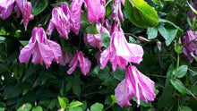 Load image into Gallery viewer, Clematis &#39;Alionushka&#39; - AKA ‘Aljenushka’ ‘Alyonushka’, ‘Aljonushka’; integrifolia ‘Aljonushka
