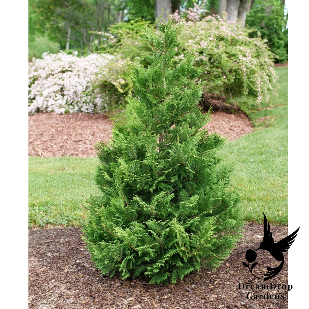 False Cypress - Cedar Rapids — DreamDrop Gardens photo 1