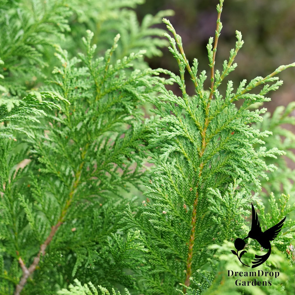 False Cypress - Cedar Rapids — DreamDrop Gardens photo 2