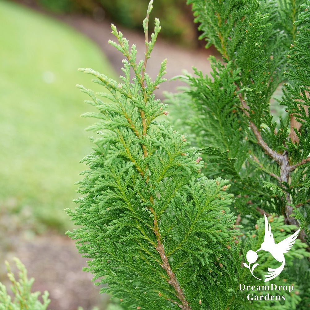 False Cypress - Cedar Rapids — DreamDrop Gardens photo 3