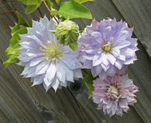 Load image into Gallery viewer, Clematis &#39;Belle of Woking&#39; - Pale Lavender Pink Double Bloom
