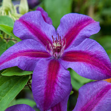 Load image into Gallery viewer, Clematis - Dusk Star - Velvet Satin Shine
