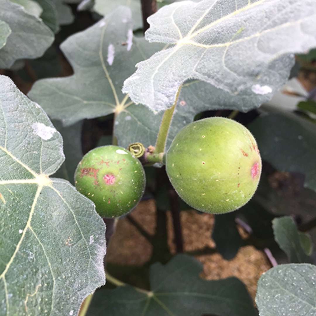 Fig - ‘Chicago Hardy’