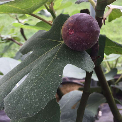 Fig - ‘Chicago Hardy’