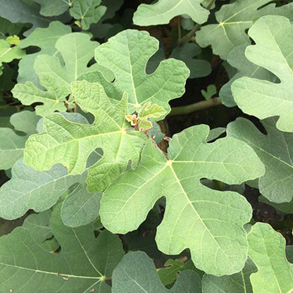 Fig - ‘Chicago Hardy’