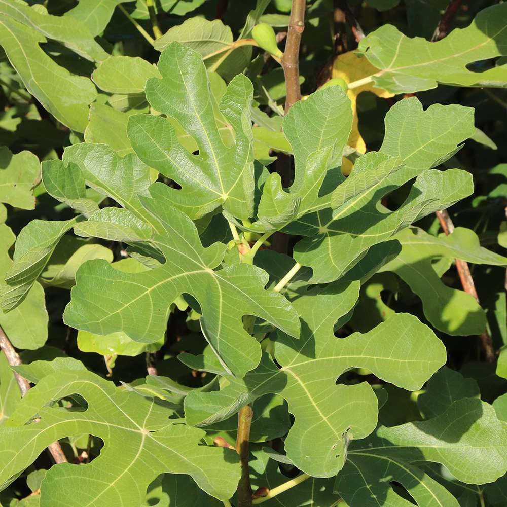 Fig - ‘Brown Turkey’
