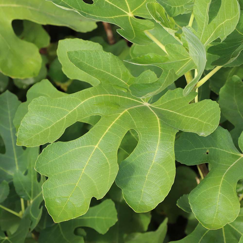 Fig - ‘Brown Turkey’