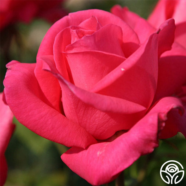 Rose - Eleganza Fiji