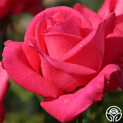 Rose - Eleganza Fiji