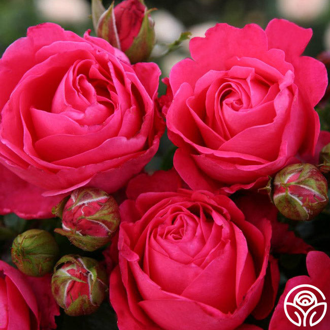 Rose - Eleganza Fiji
