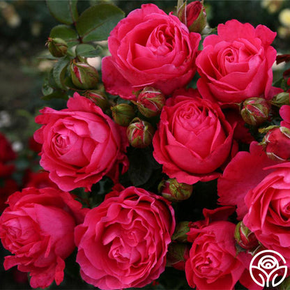 Rose - Eleganza Fiji