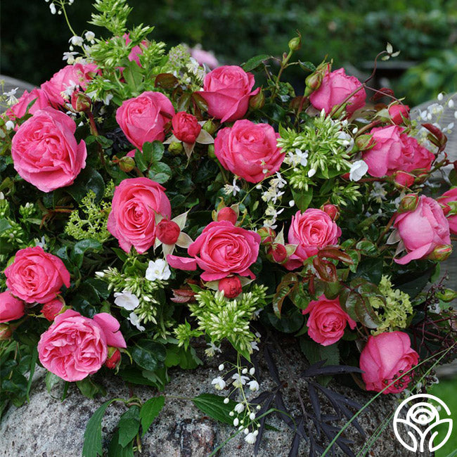 Rose - Eleganza Fiji