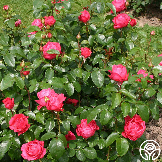 Rose - Eleganza Fiji