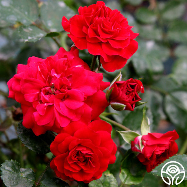 Rose - Meidiland Fire