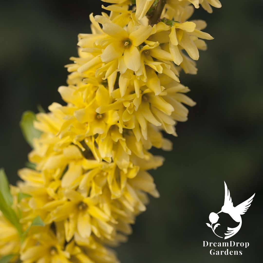Forsythia - Show Off — DreamDrop Gardens photo 1