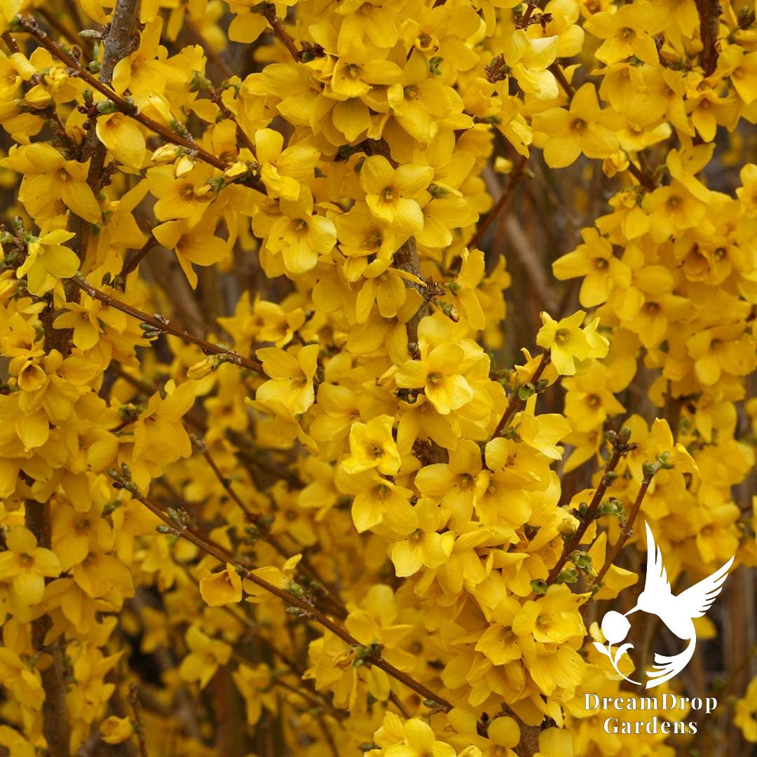 Forsythia - Show Off — DreamDrop Gardens photo 3
