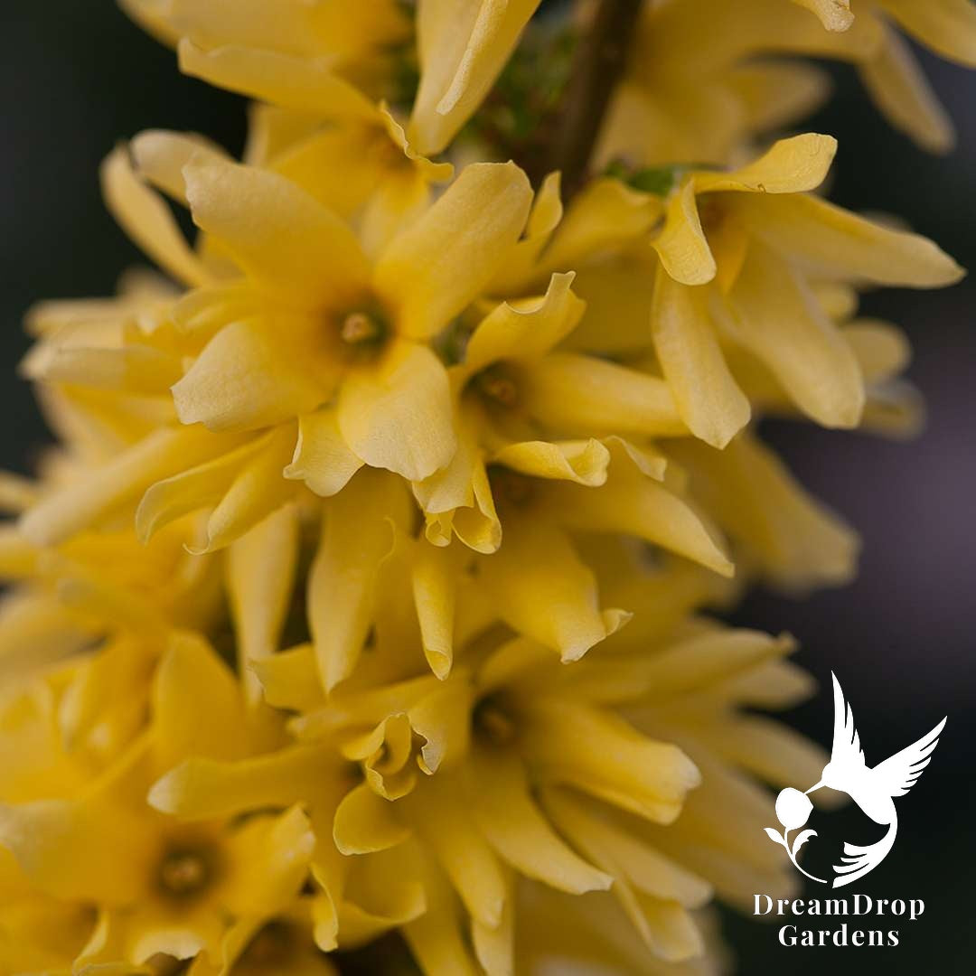Forsythia - Show Off — DreamDrop Gardens photo 4
