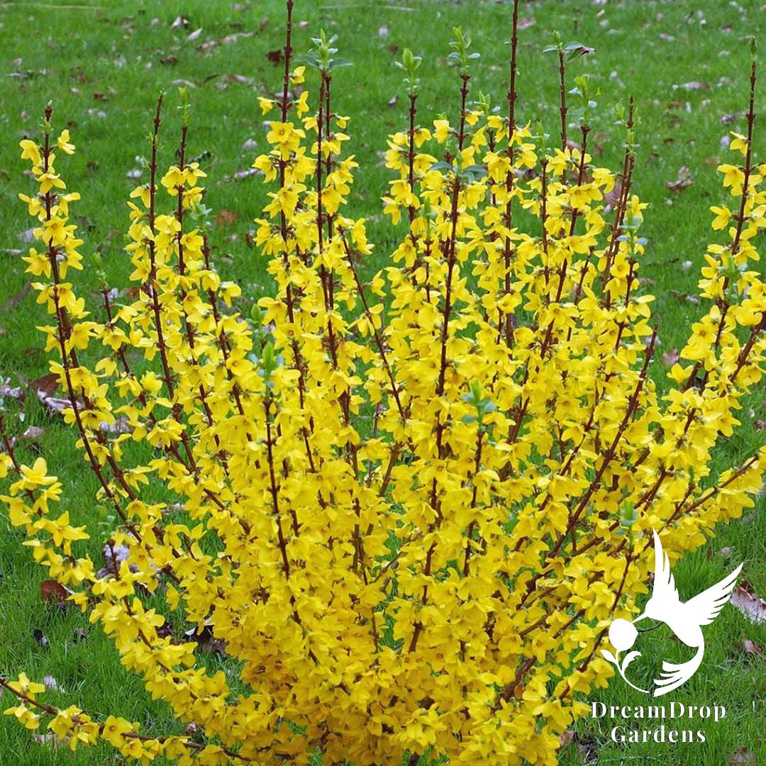 Forsythia - Show Off — DreamDrop Gardens photo 5