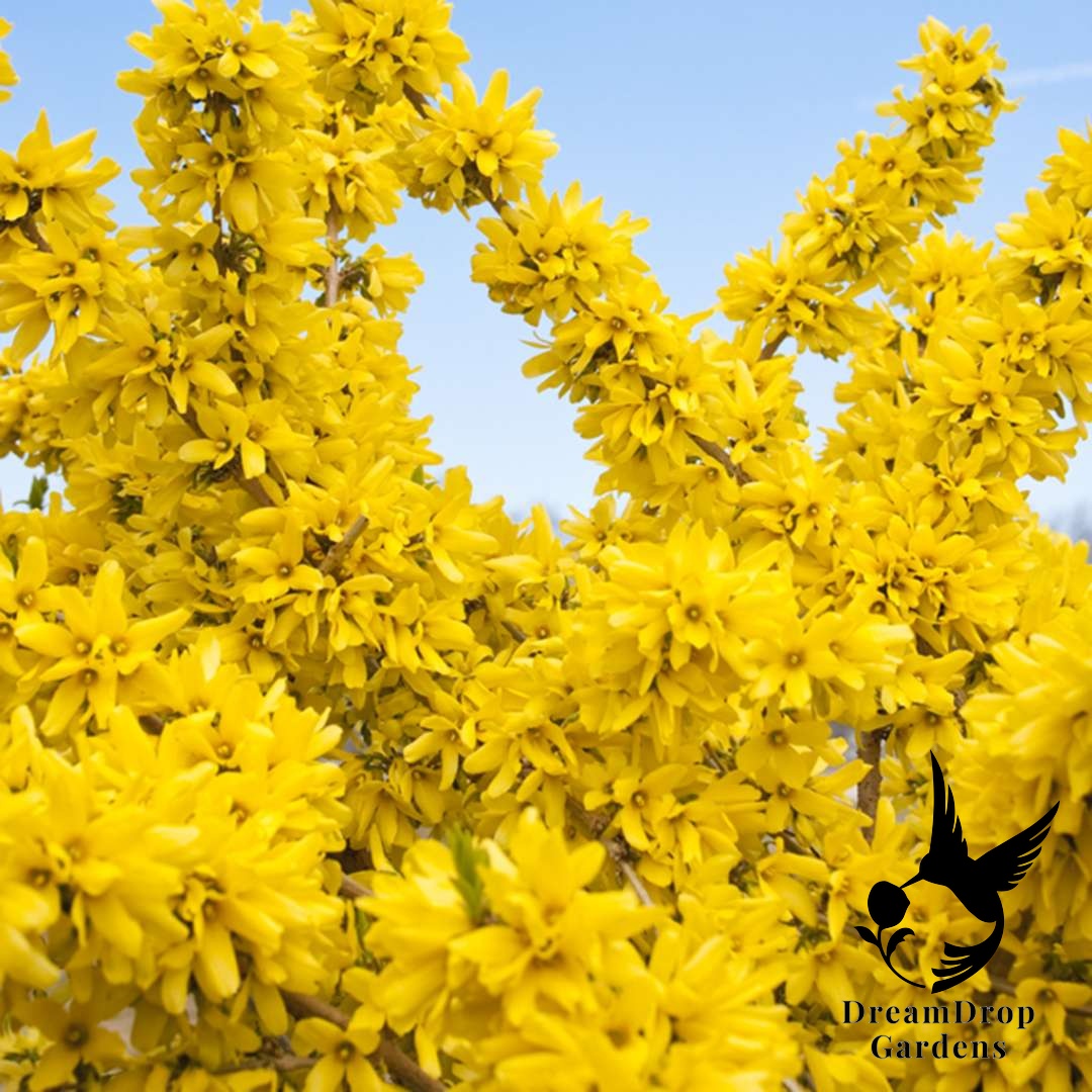 Forsythia - Show Off — DreamDrop Gardens photo 6