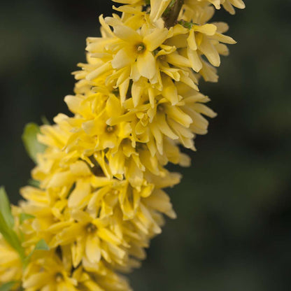Forsythia 'Mindor'