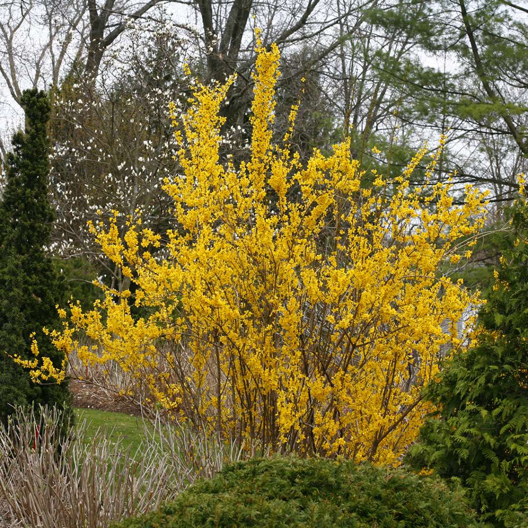Forsythia 'Mindor'