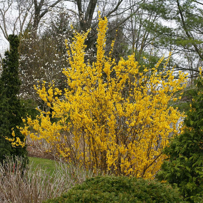 Forsythia 'Mindor'