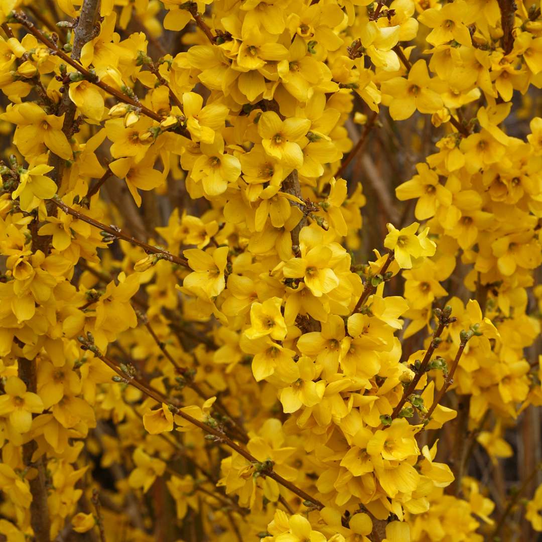 Forsythia 'Mindor'