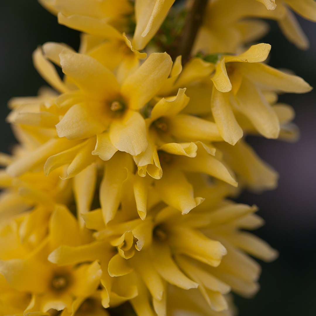 Forsythia 'Mindor'
