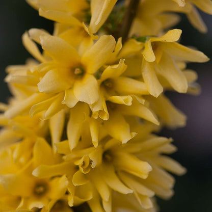 Forsythia 'Mindor'