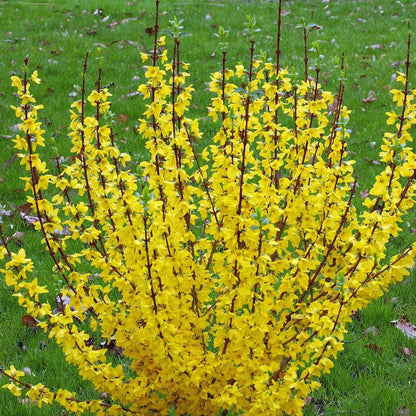 Forsythia 'Mindor'