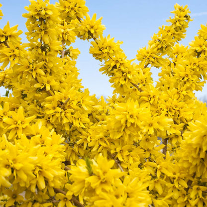Forsythia 'Mindor'